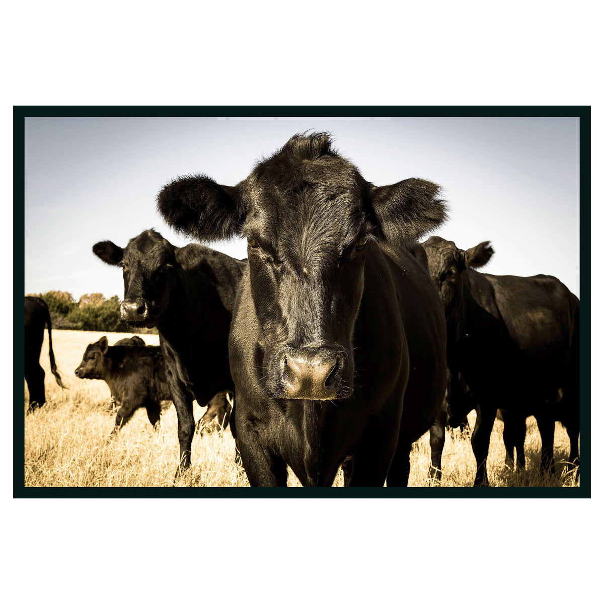 Cow Photography