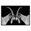 Goat Photography
