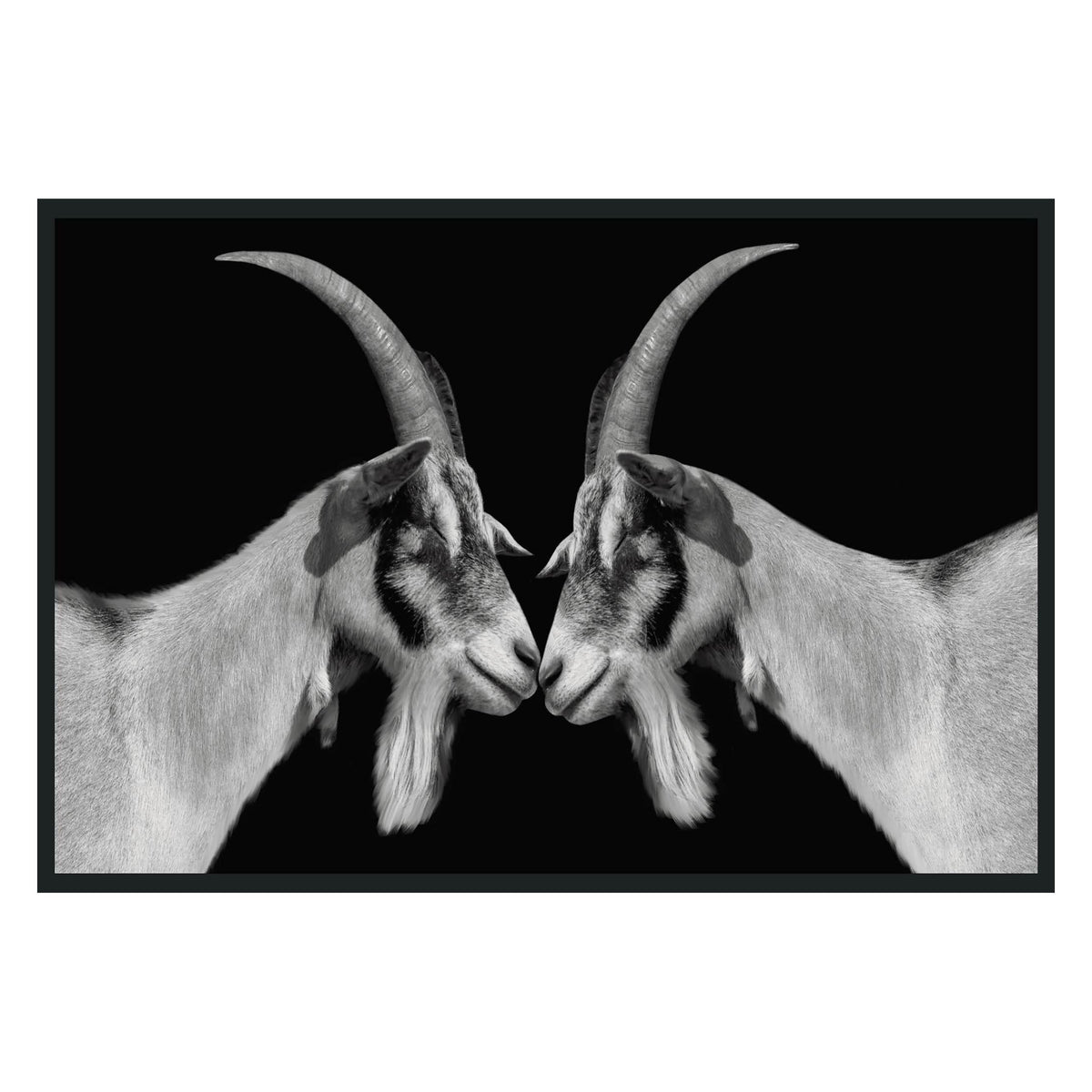 Goat Photography