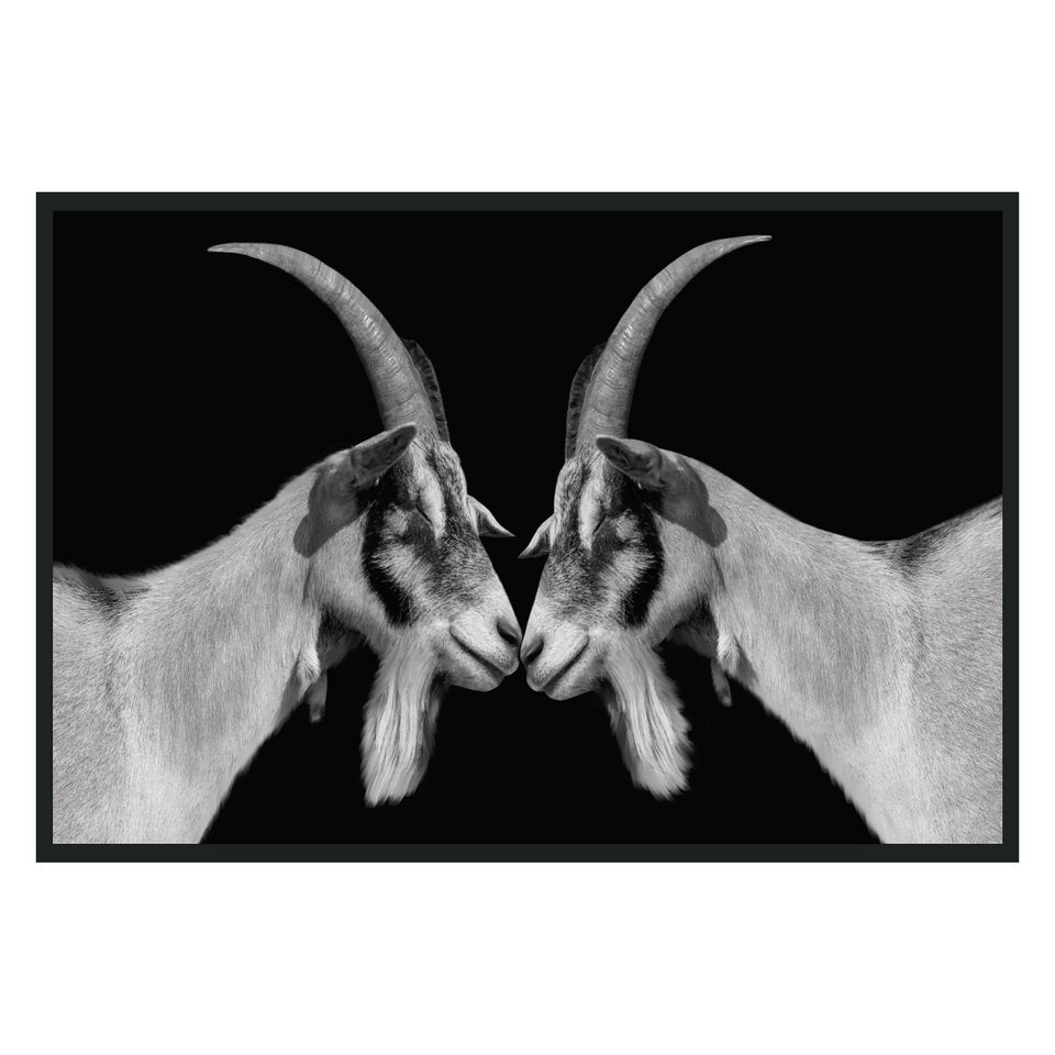 Goat Photography