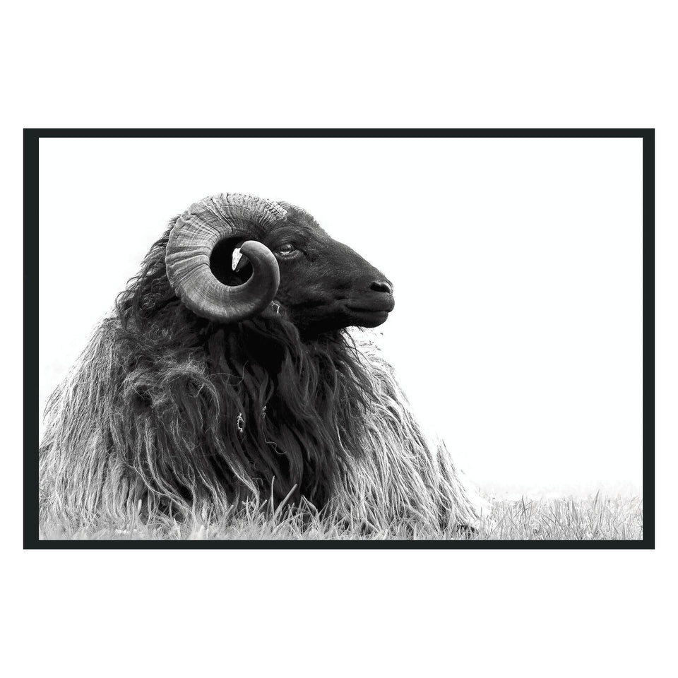 Horn Photography