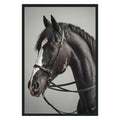Horse Photography