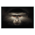 Monkey Photography