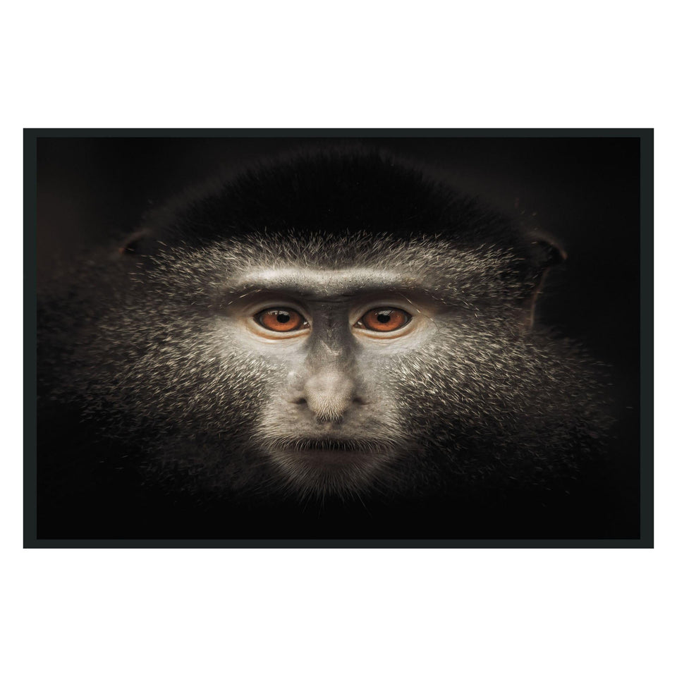 Monkey Photography