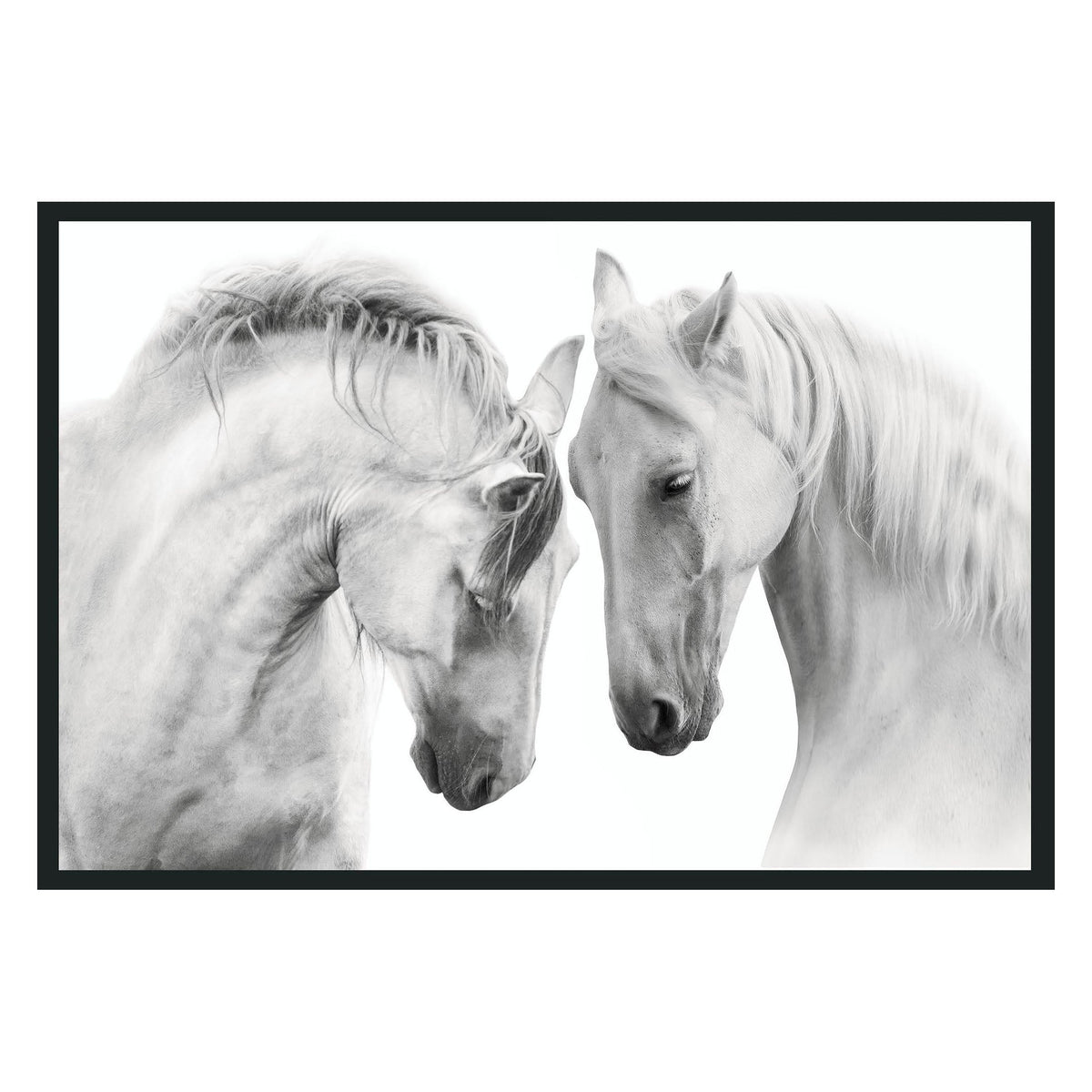 White Horses  Photography