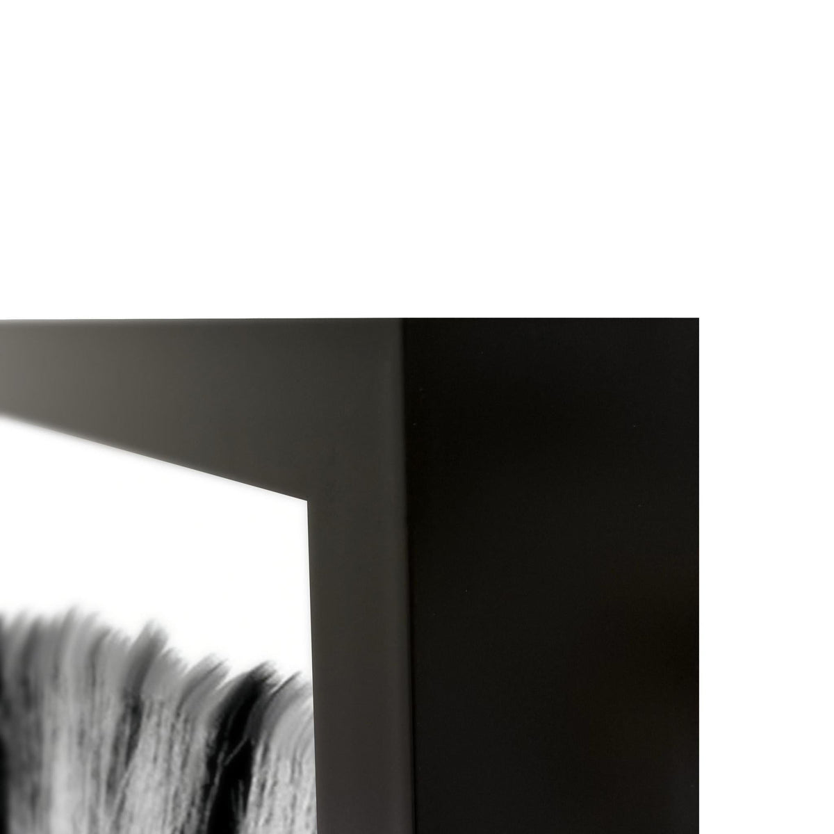 Zebras Photography